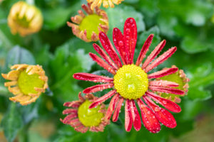 Indian chrysanthemum, chrysanthemum indicum, blossoms, close-up Indian chrysanthemum, chrysanthemum indicum, blossoms, close-up